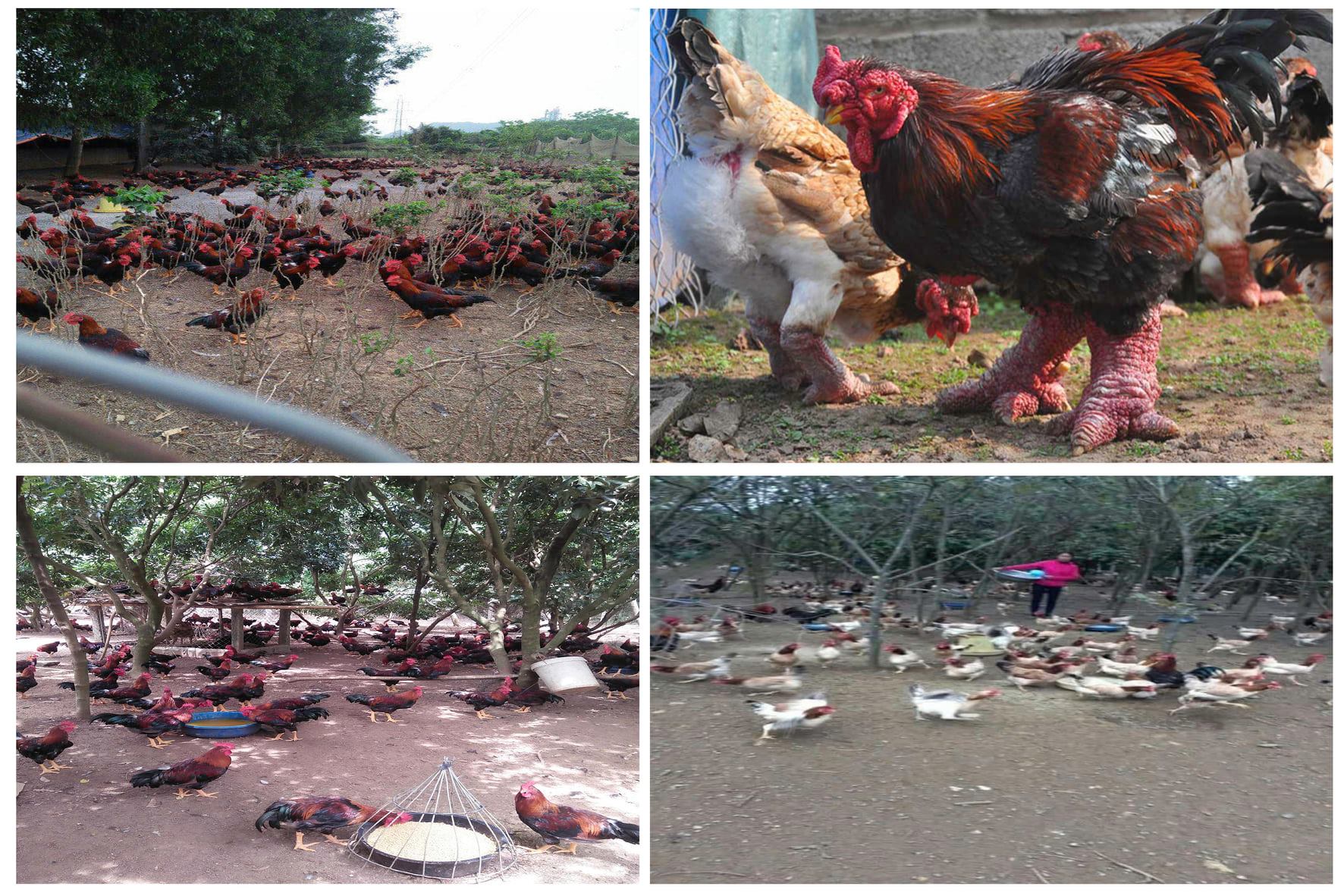HTX chăn nuôi gà lai Đông Tảo Phong Thành