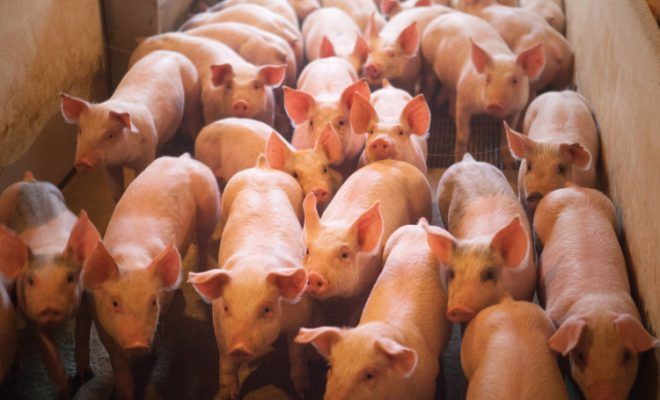 Hoa Lư: công bố hết bệnh “Dịch tả lợn Châu Phi” trên địa bàn xã Ninh An