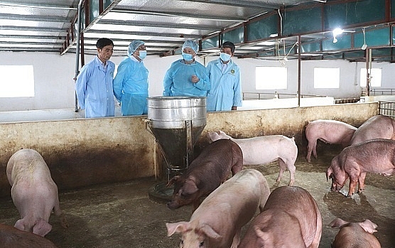 Nho Quan: Công bố dịch bệnh Dịch tả lợn Châu Phi tại xã Thạch Bình