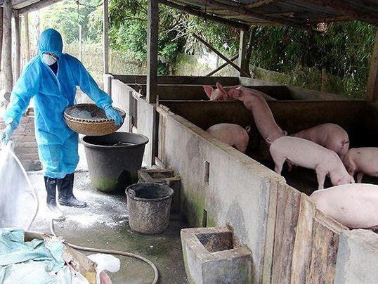 Ngăn chặn, phát hiện và xử lý nghiêm các trường hợp buôn bán, vận chuyển trái phép lợn qua biên giới vào địa bàn tỉnh